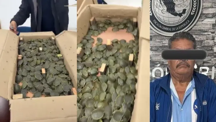 Decomisan más de 3 mil tortugas pavorreal; serían vendidas ilegalmente en CDMX