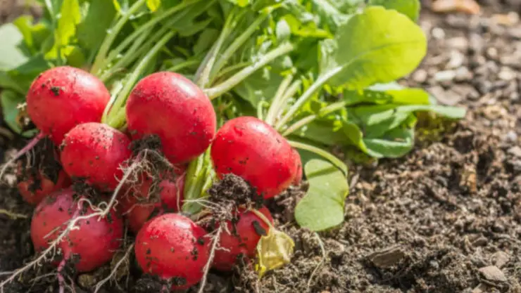 Rábano: Un tesoro vegetal con múltiples beneficios