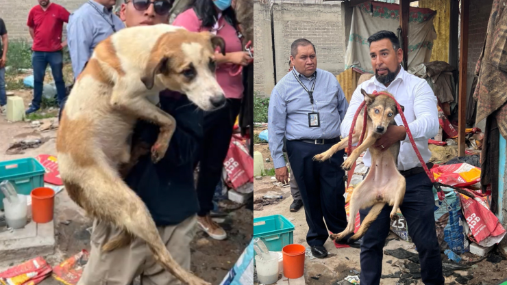 Rescatan a animales en Chimalhuacán, Edomex