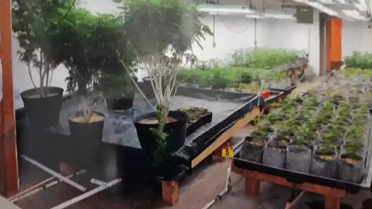 B00LKP PROCESADOS INVERNADEROS DROGA.jpeg