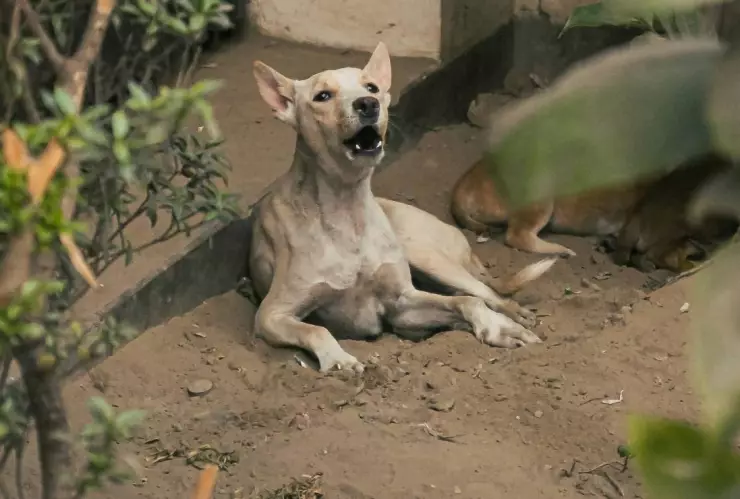 Bebé de 2 años pierde la vida tras ser ATACADA por tres perros