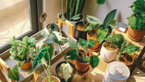 Plantas que eliminan la humedad