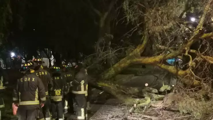 CAIDA DE ÁRBOL AZCAPOTZALCO.jpeg