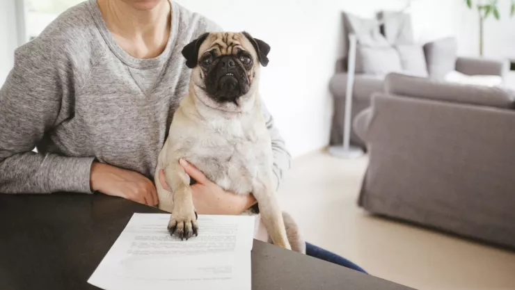 RUAC para mascotas en CDMX