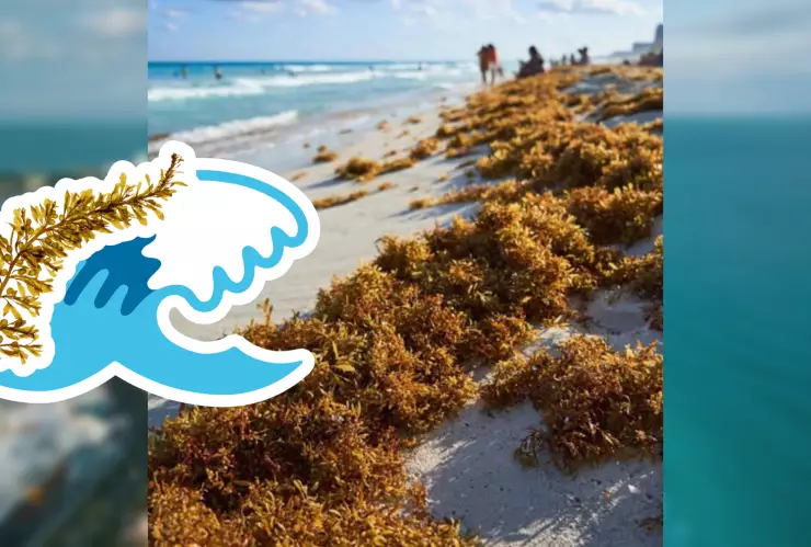 Playas libres de sargazo en Quintana Roo este 28 de julio de 2025_ Lista desde Holbox, Cancún y hasta Tulum.jpg