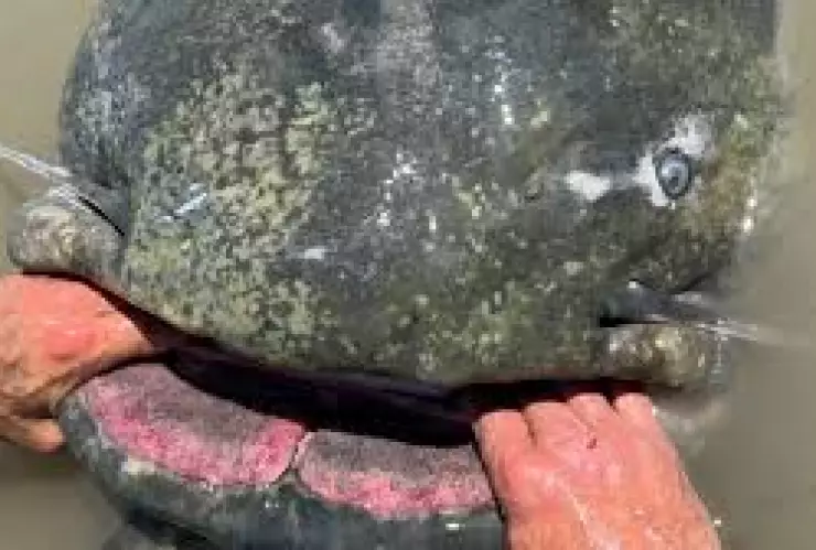 Especies migratorias