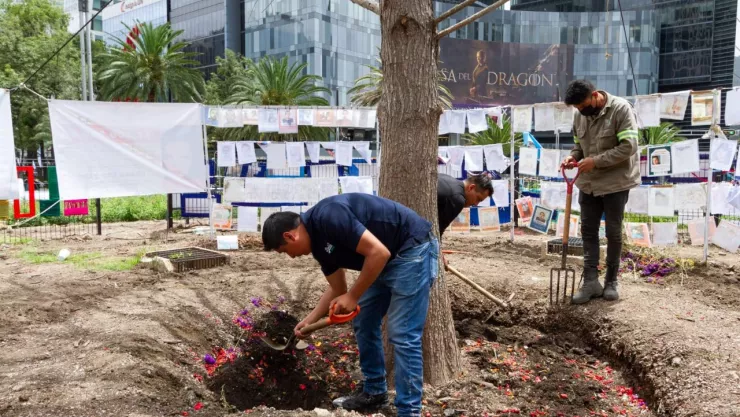 Daño a ahuehuete de Reforma