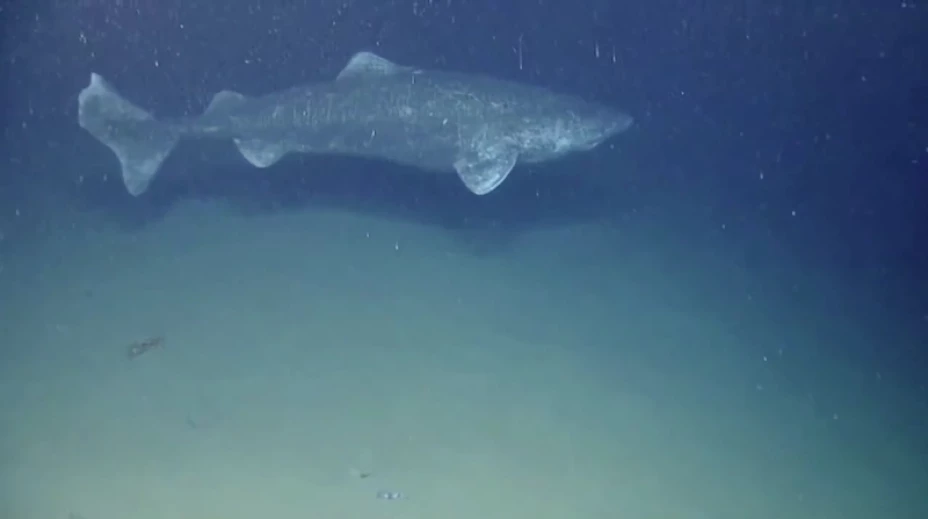 Tiburón Groelandia