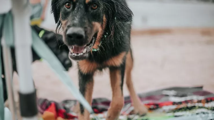 Viralizan a conductor con perro en el toldo y en medio de tormenta