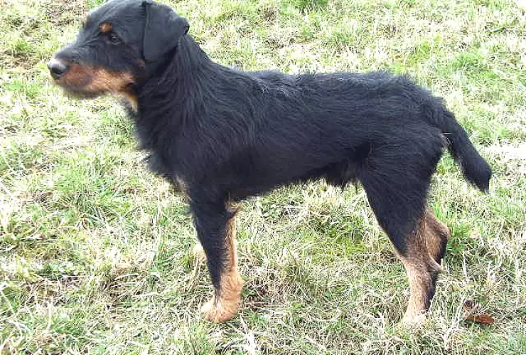 Perro, kilómetros, casa a.jpg