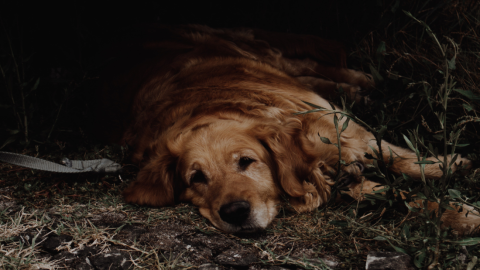 estudio perros duelo