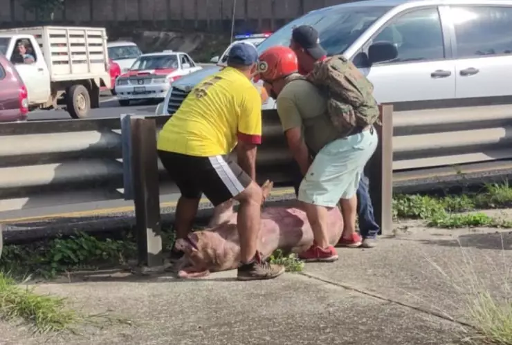 Un camión que transportaba cerdos chocó contra un auto compacto y se volcó sobre la carretera Nueva Teapa-Cosoleacaque en Veracruz.