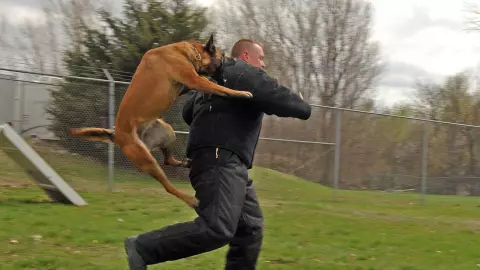 Es importante nunca dar la espalda durante un ataque de perros