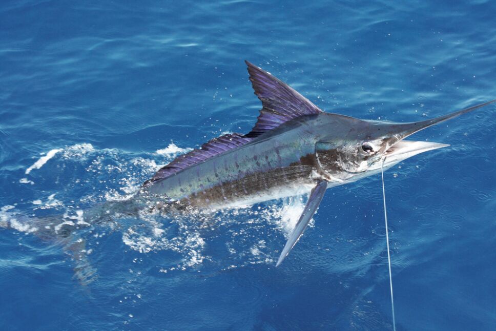 tiburones