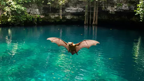 Murciélagos_ Especies en Quintana Roo y su importancia para el ecosistema.jpg