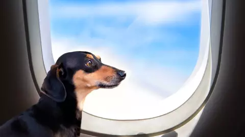 Estos son los nuevos requisitos para viajar a Estados Unidos con perros, desde México.