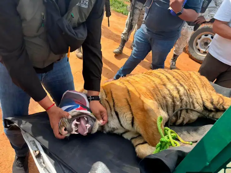 Rescatan a tigre de Bengala hacinado en Michoacán