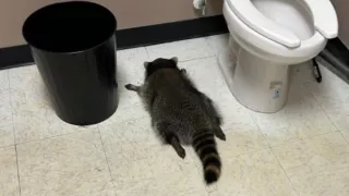 Autoridades explican qué pasó con el mapache encontrado dentro de una tienda de alcohol en Virginia