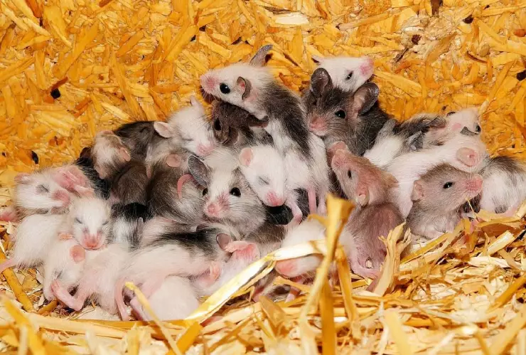 ¿Con canela_ Truco para eliminar ratones y pececillos de plata