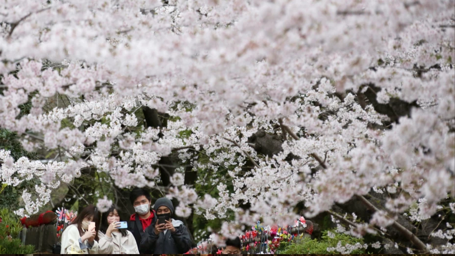 Personas toman fotos a un árbol del cerezo florecido en Japón.