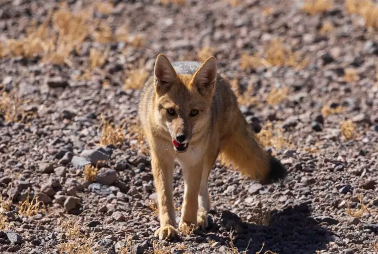 Perro pasea con una mano en el hocico