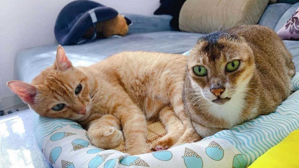 gatos.jpg