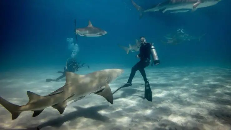 Tiburón ataca a una mujer mientras buceaba en paradisíacas islas