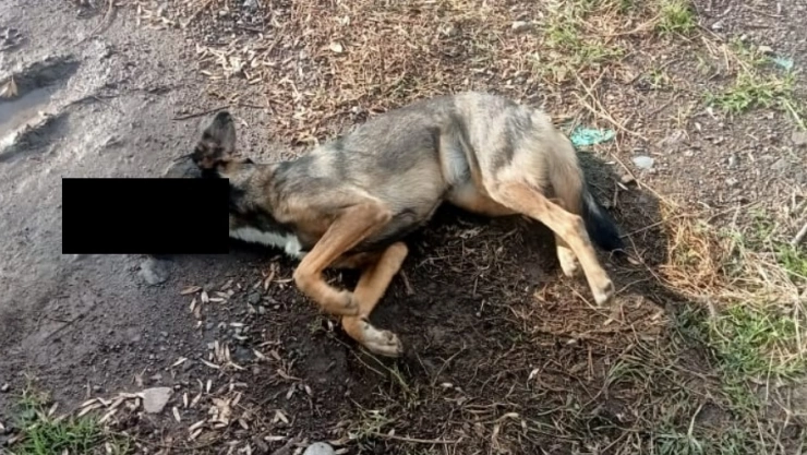 mueren perros envenenandos atlixco