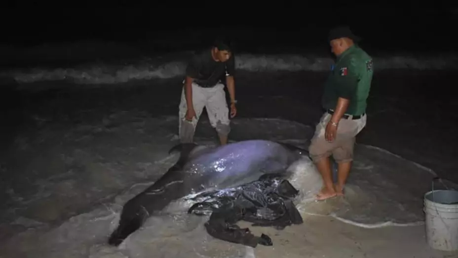 Auxilian a delfín varado en playas de Progreso