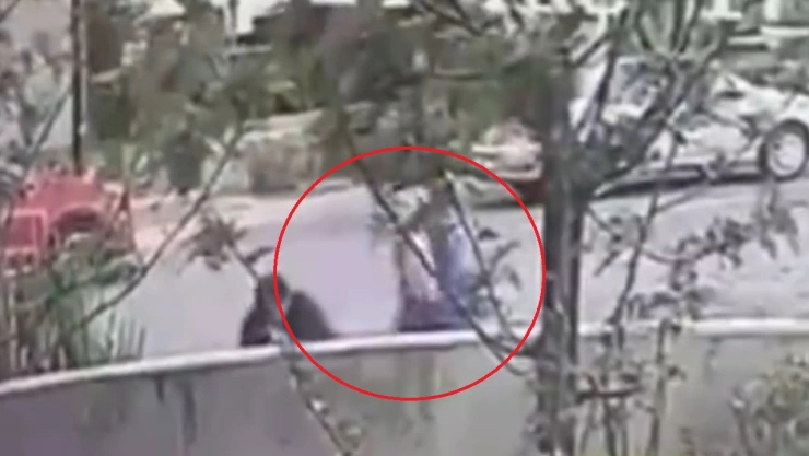 perro pitbull ataca perritas lomas de angelópolis video