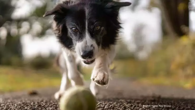 como lavar casita mascotas.jpg