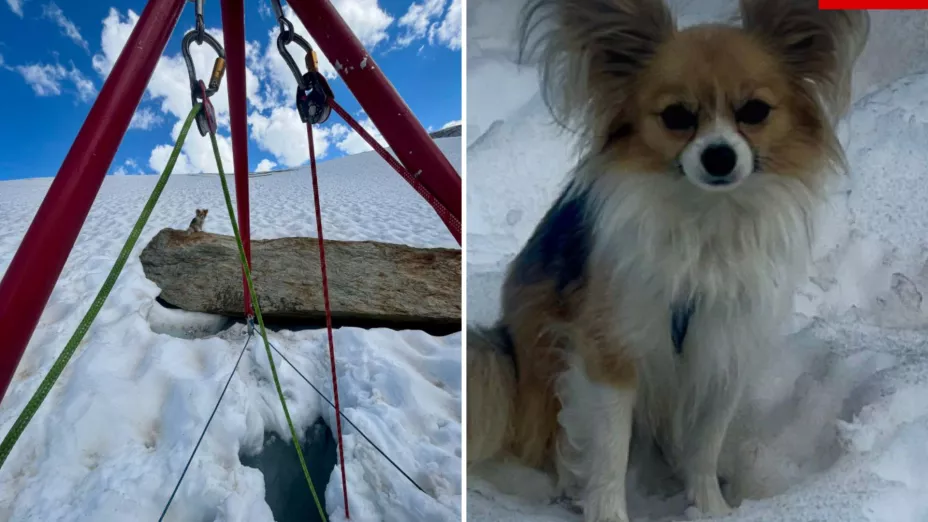 Perrito chihuahua rescata a su dueño de glaciar en Suiza.jpg