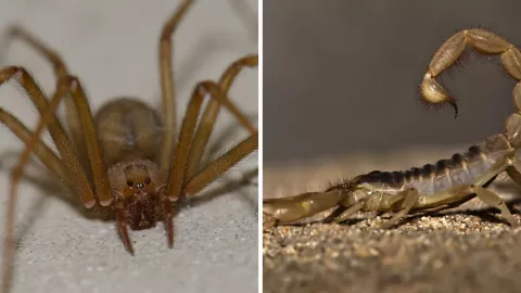 Cuáles son los animales más venenosos en México