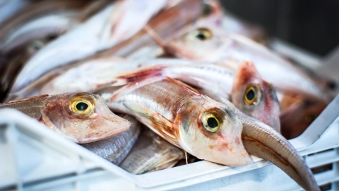 Canadá ofrece empleos con salario de hasta 80 mil pesos al mes