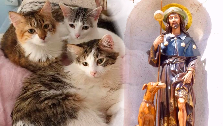 ¿Cuál es la oración a San Roque para encontrar un gato perdido?