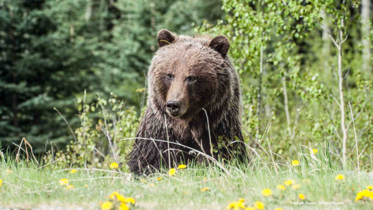 ataque oso montañas italia.jpg