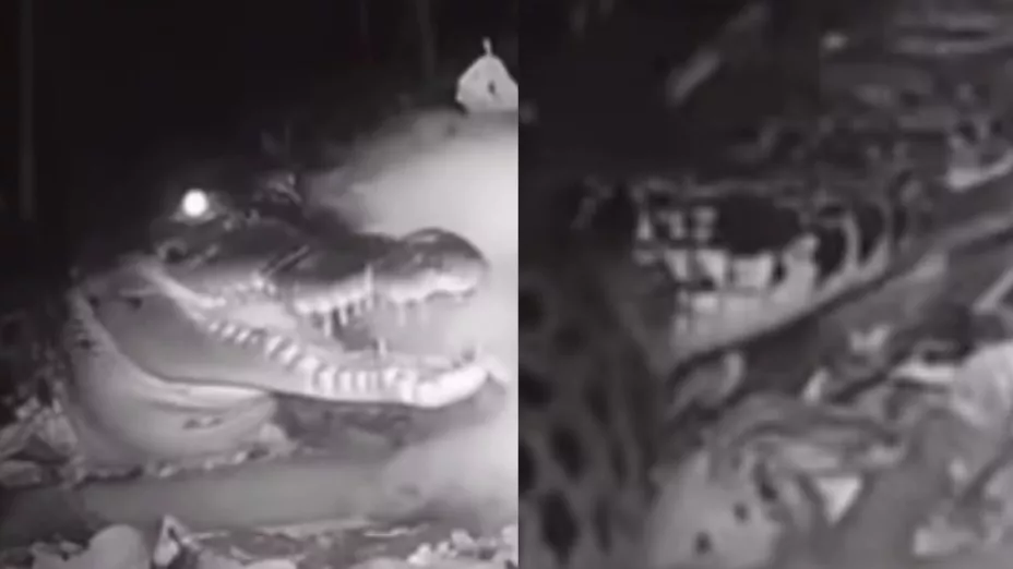 Cocodrilo devora a nahual