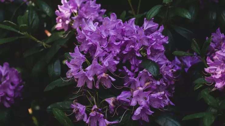 ¿Qué flores moradas puedes regalar hoy 9 de noviembre_.jpg