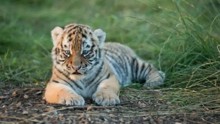 Tigre de bengala