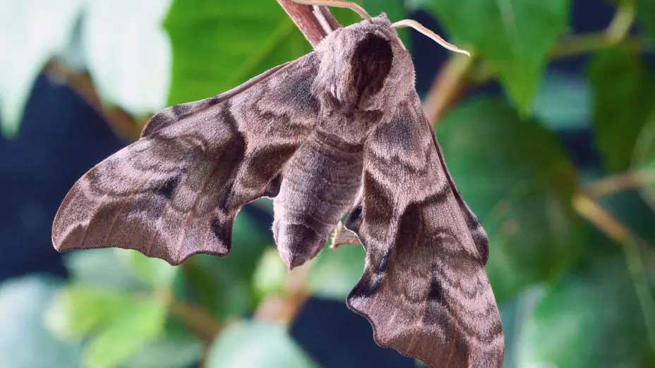 Alerta Washington por infestación de polillas gitanas asiáticas