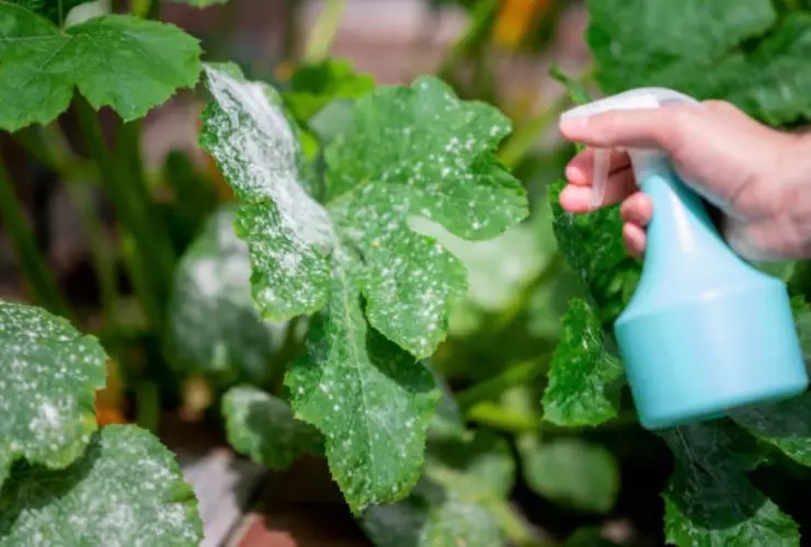 Pesticidas caseros para el cuidado de las plantas.jpg