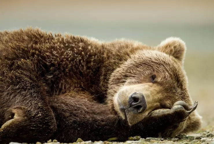 Oso silvestre se toma 400 selfies