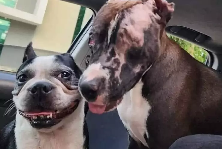 Adoptan a Valentín, perrito que fue quemado en Playa del Carmen