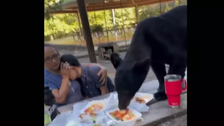 Oso come las enchiladas de una familia en Nuevo León, todo quedó grabado