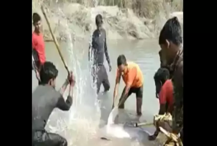 Hombres matan a golpes a delfín en peligro de extinción  en India