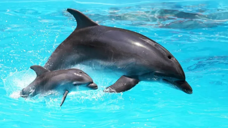 Detectan fentanilo y otras drogas en delfines en el Golfo de México