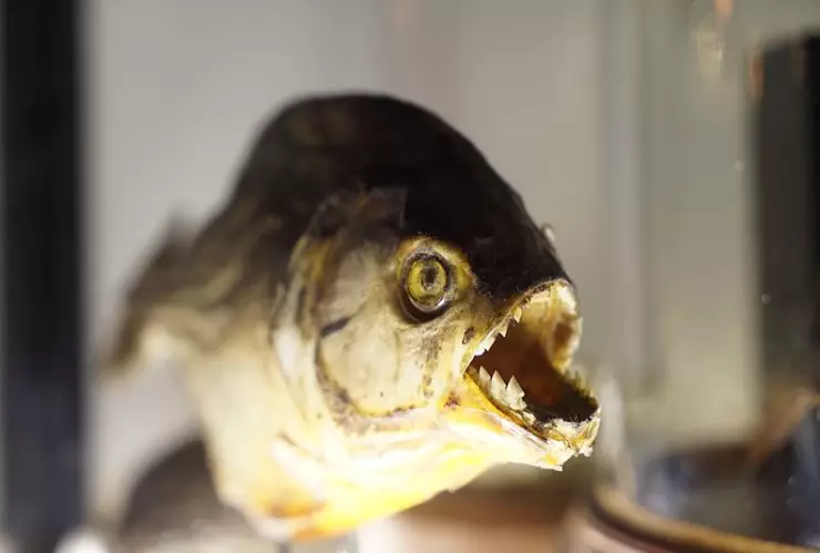 Pirañas, abejas, lago 1.jpg