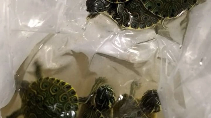 Tortugas aseguradas 1