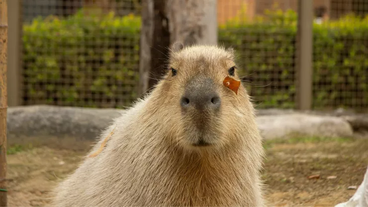 ¿Cuándo es el último día para ver al capibara en Aguascalientes Esta es la fecha oficial