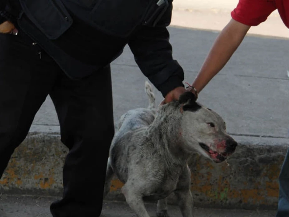 Maltrato animal será castigado con cárcel